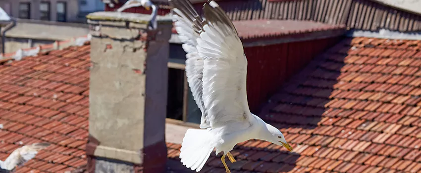 Residential Chimney Animal Removal Solution in Cullen Village, KS